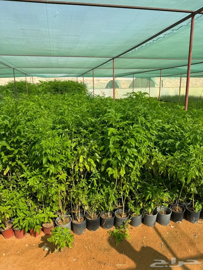 لبخ كف مريم اكسيا ترملنيا لاند سكيب ثيل 16