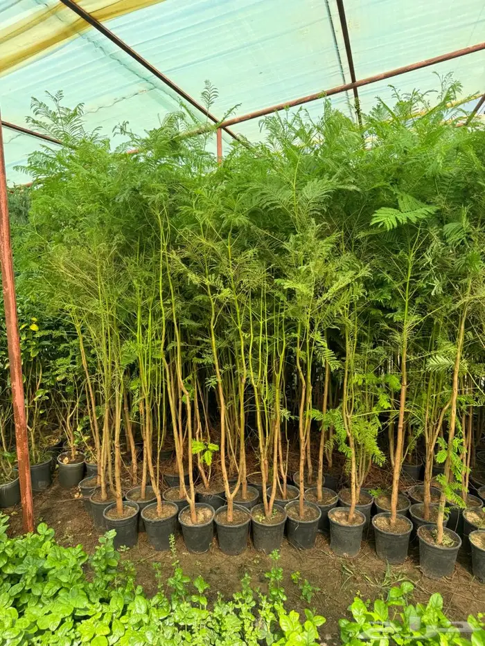 لبخ كف مريم اكسيا ترملنيا لاند سكيب ثيل 18