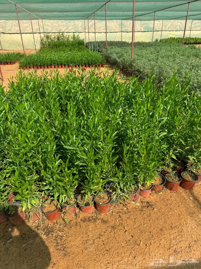 لبخ كف مريم اكسيا ترملنيا لاند سكيب ثيل 17