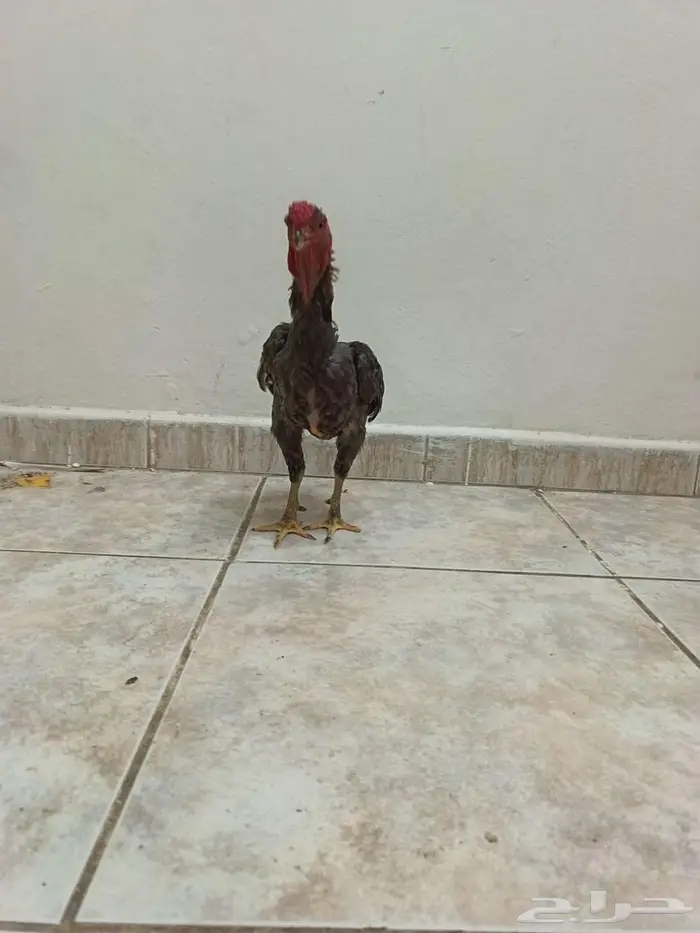 ديك كوشامو قزم 1