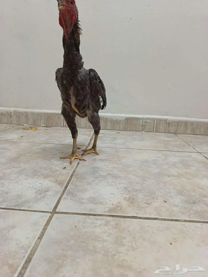 ديك كوشامو قزم 2