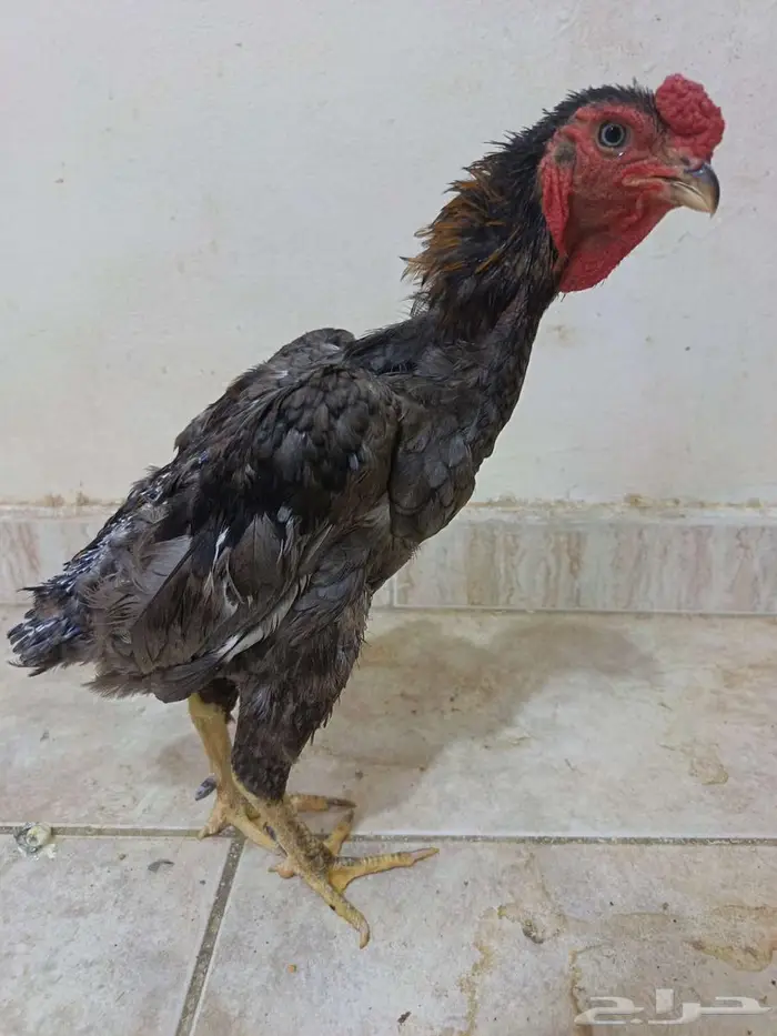 ديك كوشامو قزم 0