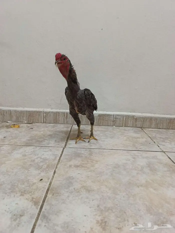 ديك كوشامو قزم 7