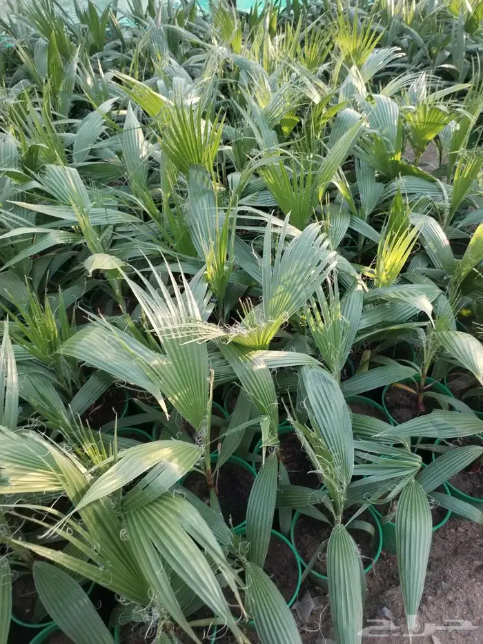 شتلات واشنطونيا (واشنطني الفراشة) 0