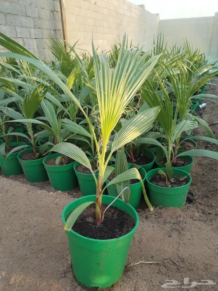 شتلات واشنطونيا (واشنطني الفراشة) 1