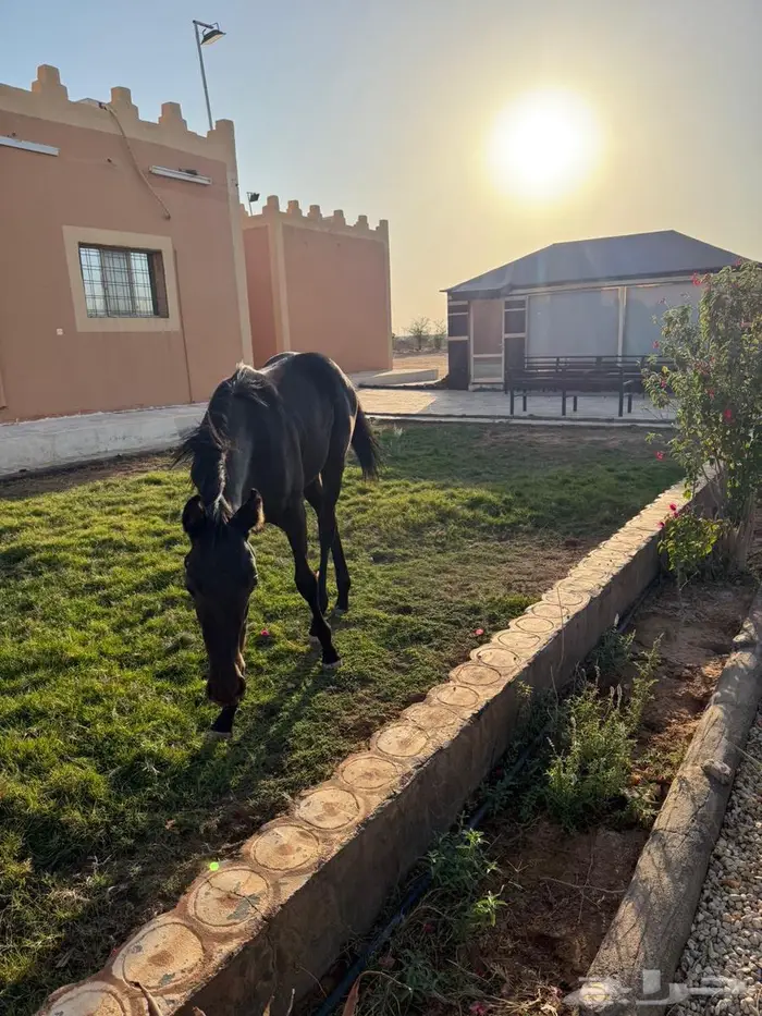 مهره ادهم للبيع 0