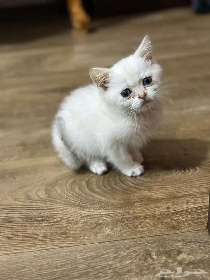 كيتن سكوتش ستريت ابيض عيونها ازرق للبيع 4
