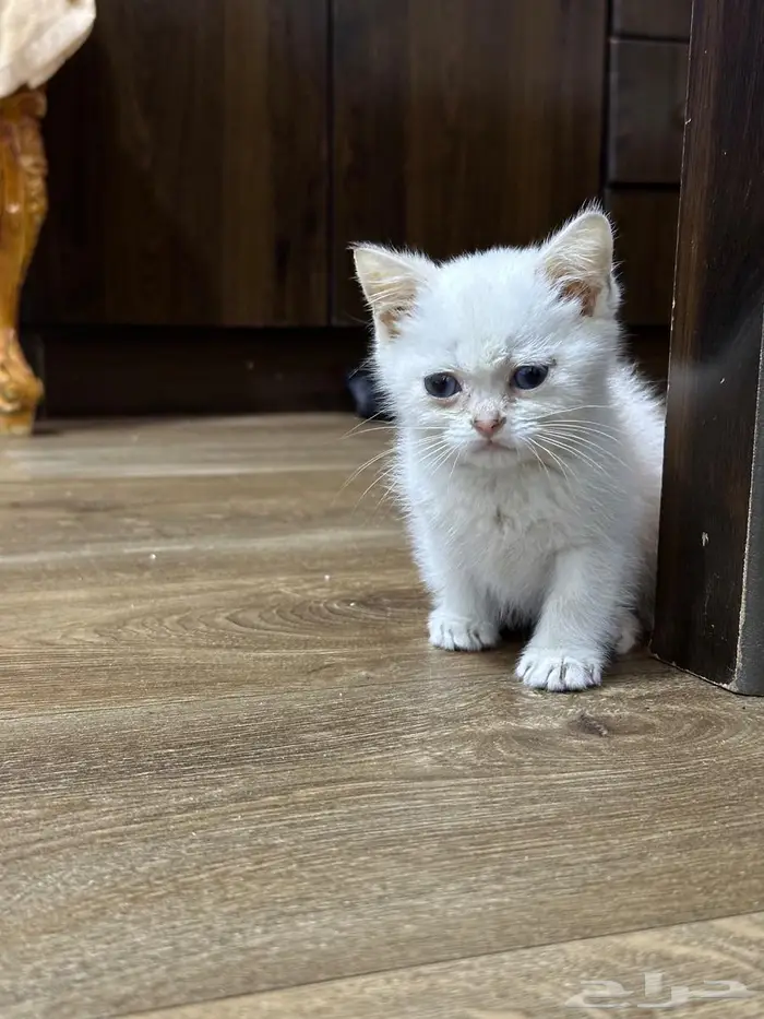 كيتن سكوتش ستريت ابيض عيونها ازرق للبيع 6