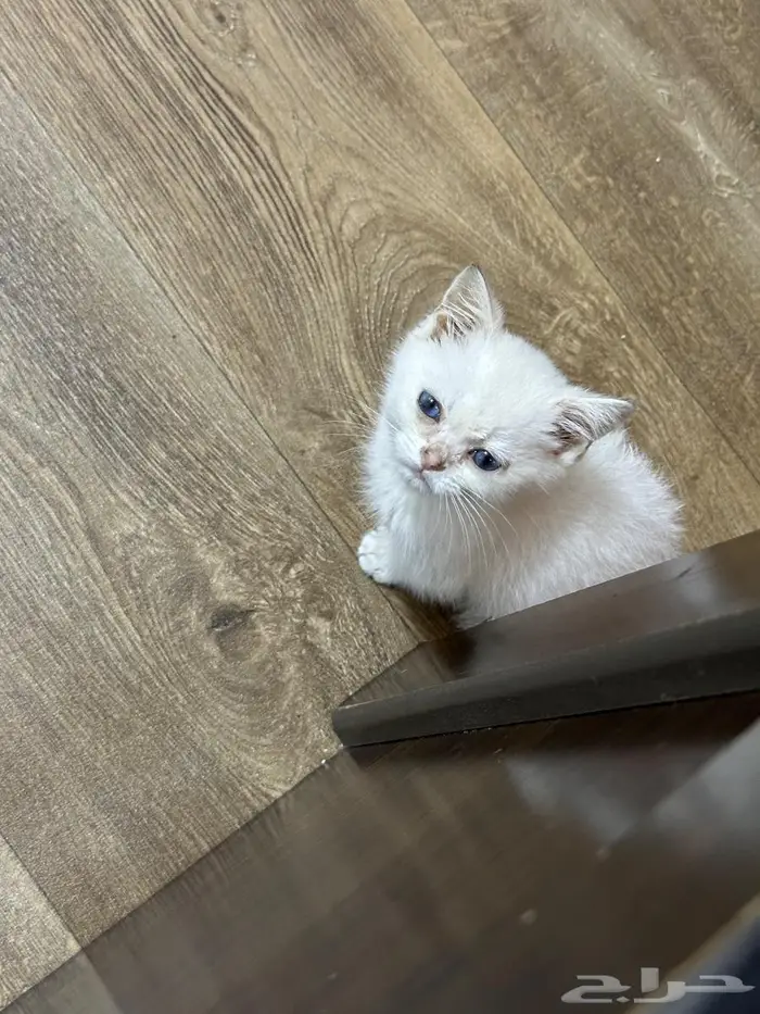 كيتن سكوتش ستريت ابيض عيونها ازرق للبيع 8