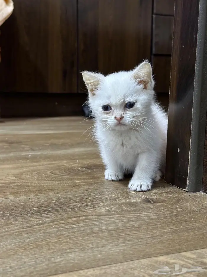 كيتن سكوتش ستريت ابيض عيونها ازرق للبيع 7