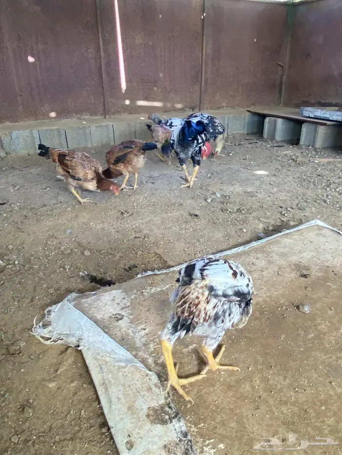 دجاج بكستاني ممتاز جدا 3