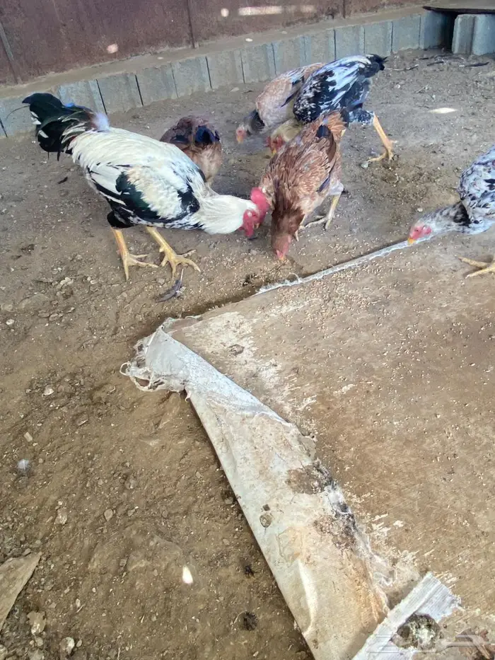 دجاج بكستاني ممتاز جدا 6