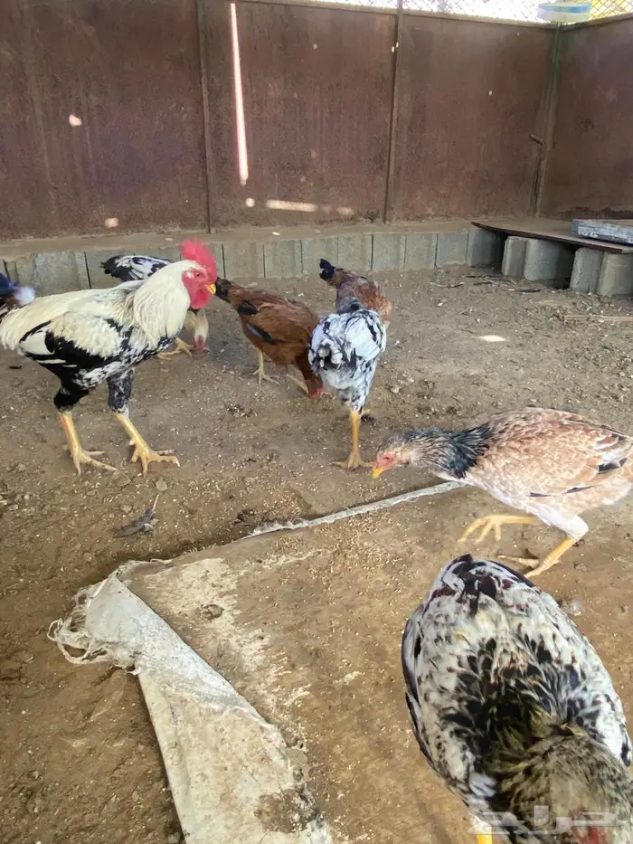 دجاج بكستاني ممتاز جدا 4