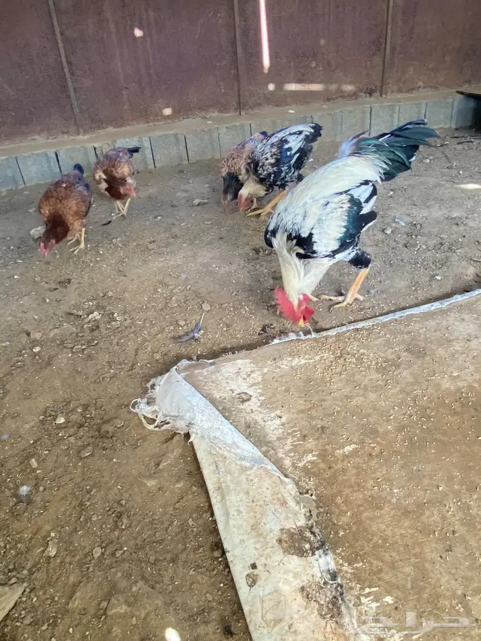 دجاج بكستاني ممتاز جدا 5