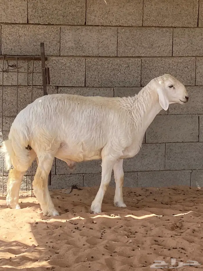 مشروع ولد العاصوف ولد هومان 2