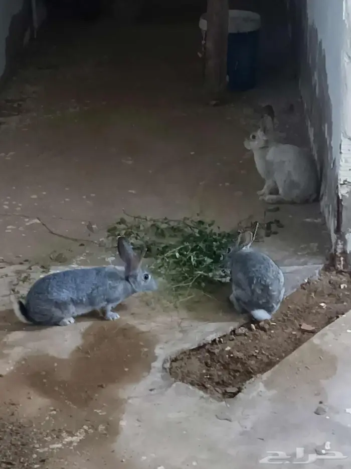 عسفان 0
