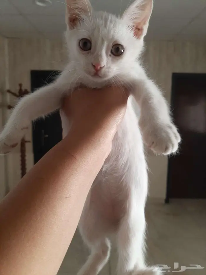 قطط منزلية للبيع 0