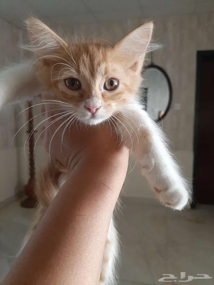قطط منزلية للبيع 1