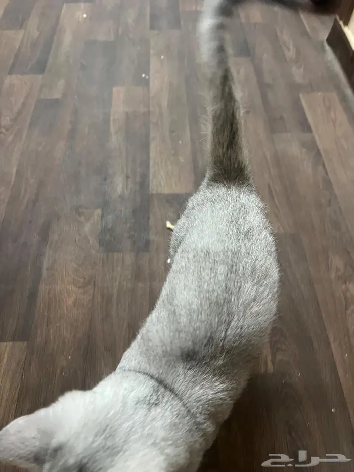 بس سكوتش مطعم للتبني 2