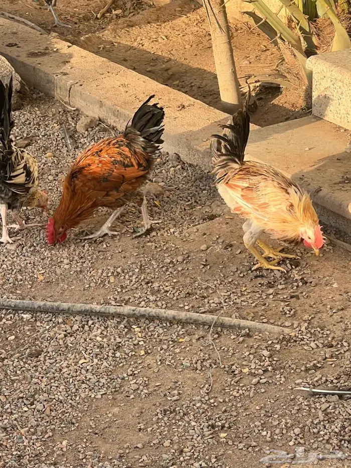 دجاج وديوك فيومي وبلدي 11