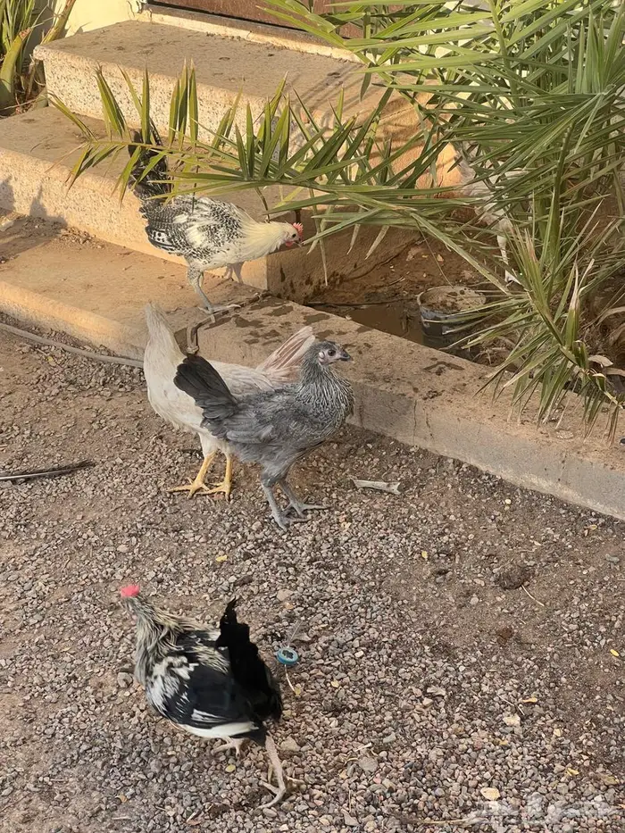 دجاج وديوك فيومي وبلدي 13