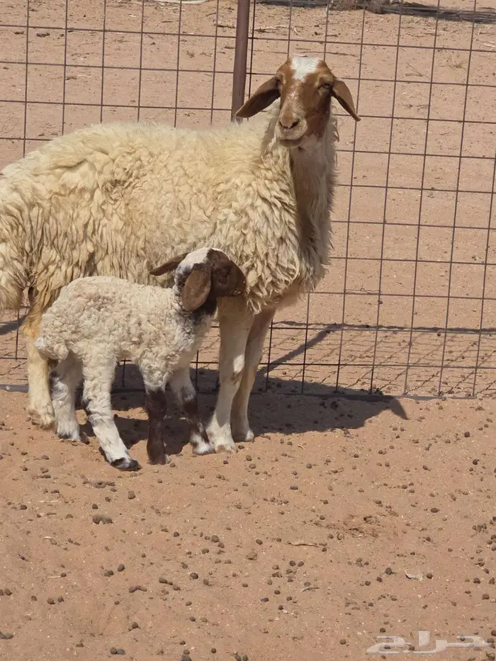 نعيمة والد 3