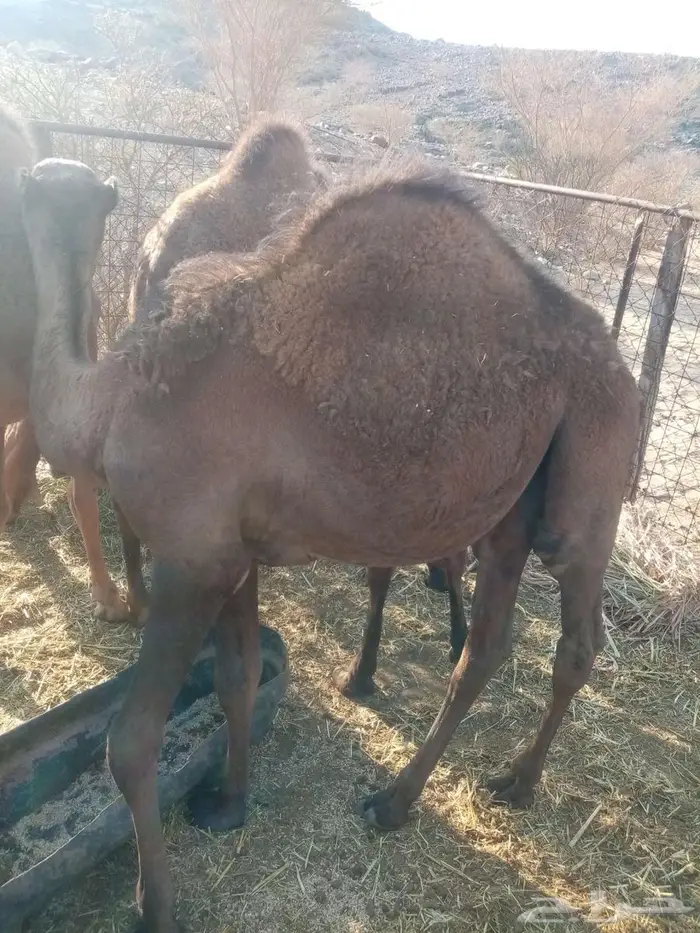 حاشي 2