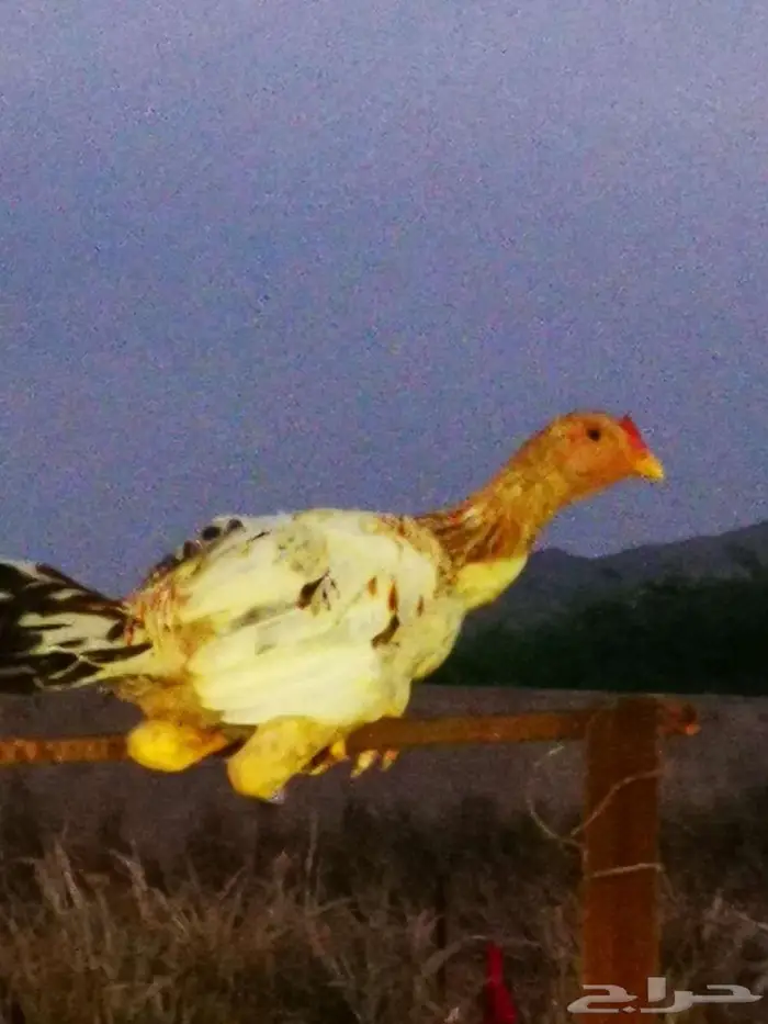 دجاج باكستاني و سندي 1