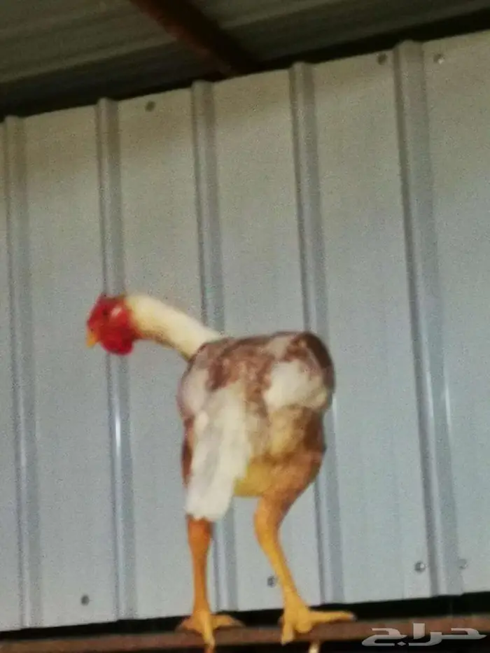 دجاج باكستاني و سندي 2