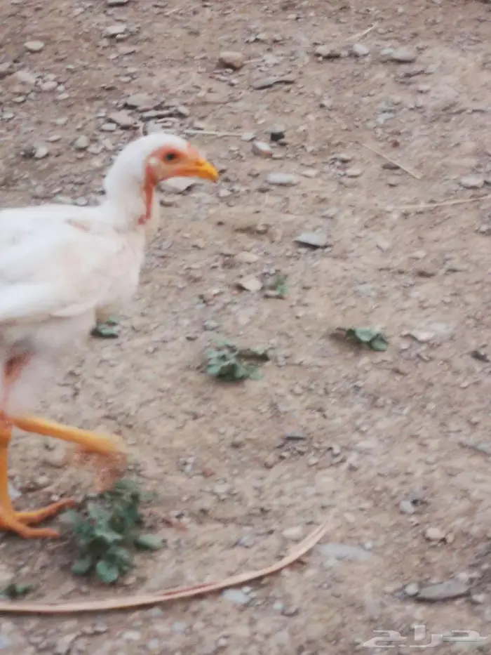 دجاج باكستاني و سندي 3