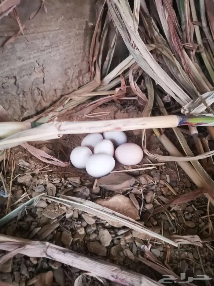 دجاج باكستاني و سندي 5