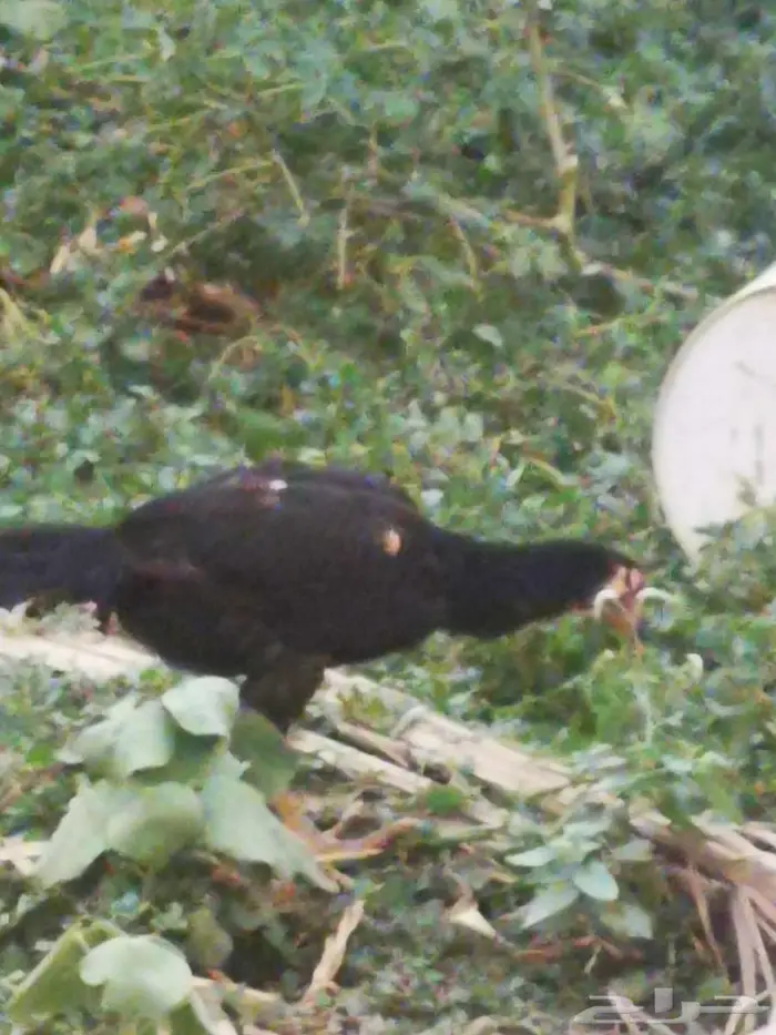 دجاج باكستاني و سندي 6