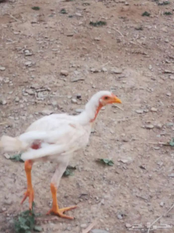 دجاج باكستاني و سندي 7