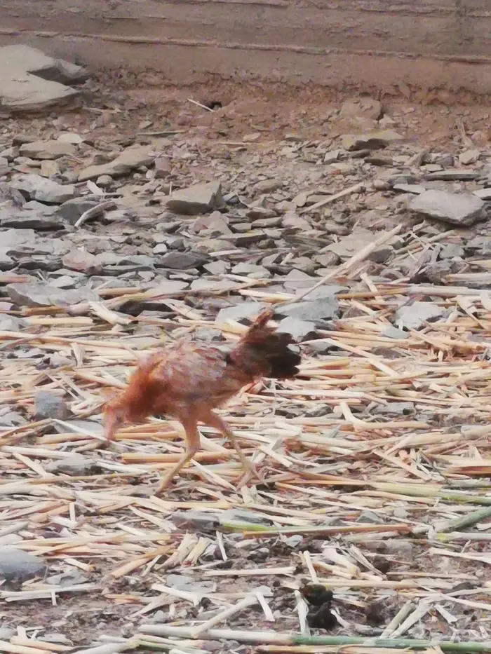 دجاج باكستاني و سندي 8