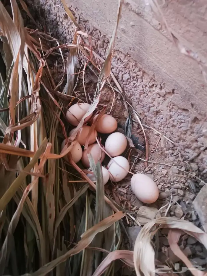 دجاج باكستاني و سندي 9