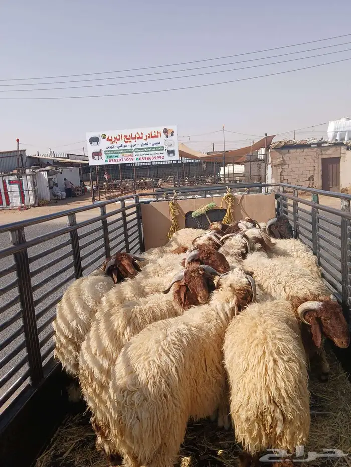 خرفان نعيمي وتيوس تابي تمارا 2