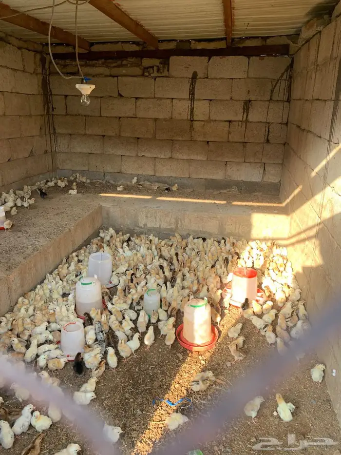 صوص دجاج بلدي 1