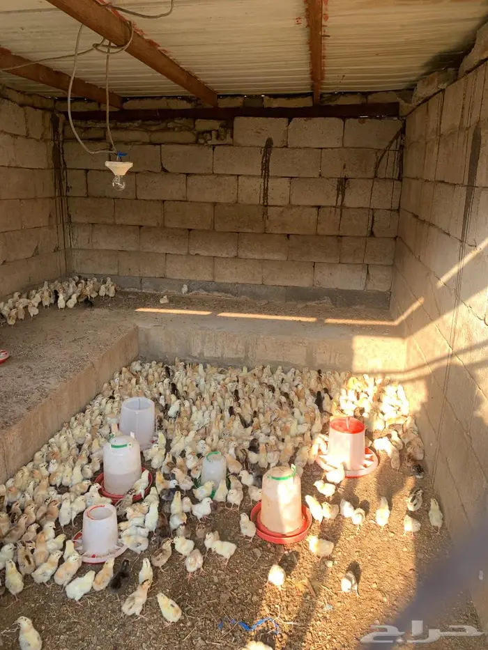 صوص دجاج بلدي 0