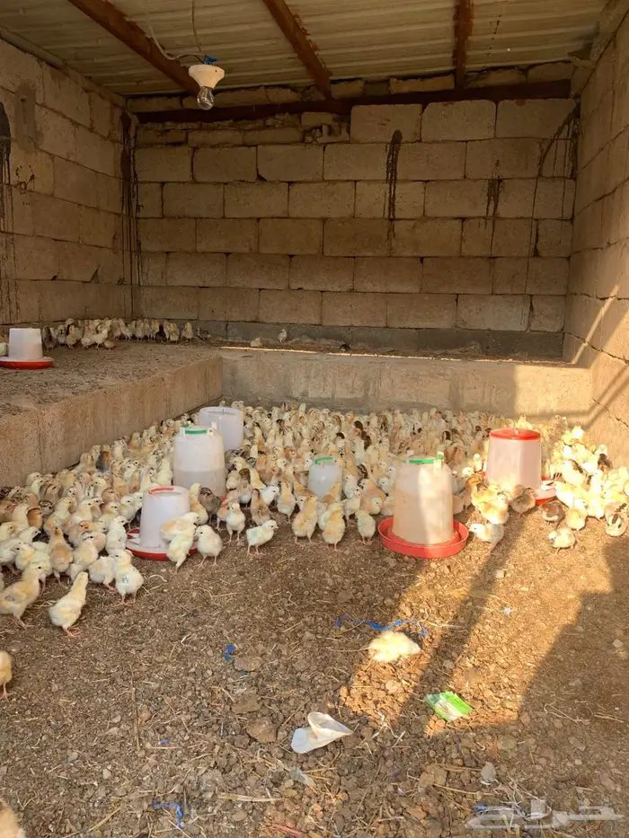 صوص دجاج بلدي 3