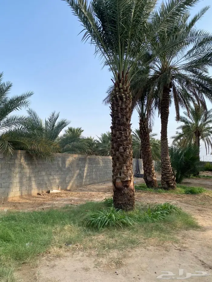 نخل صفري بيشة للبيع 2