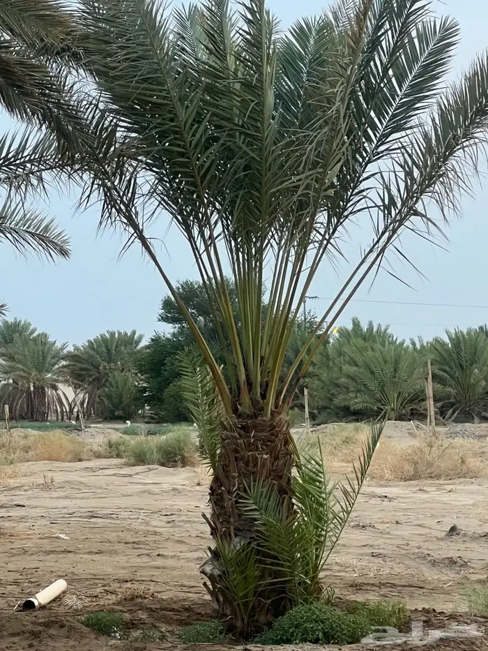 نخل صفري بيشة للبيع 3