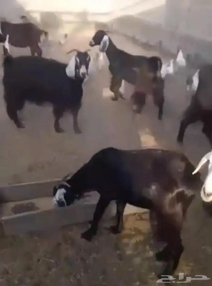 ام الحمام 0