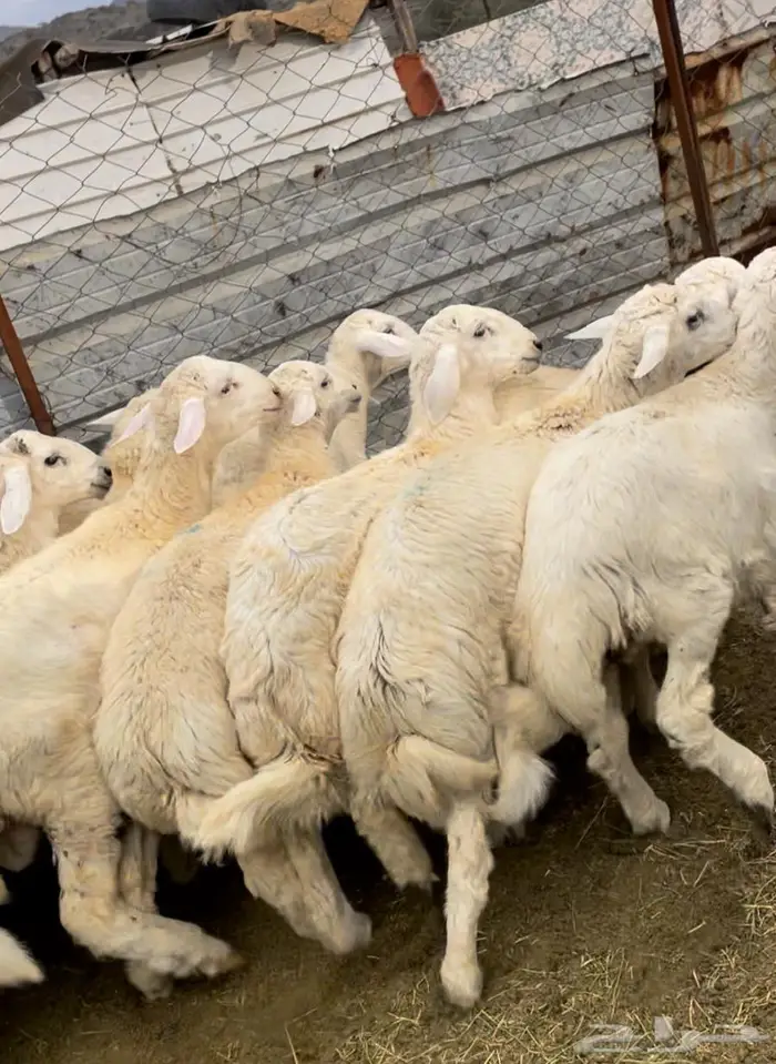 طليان ذبايح حوي سواكن مع الذبح والتوصيل 2