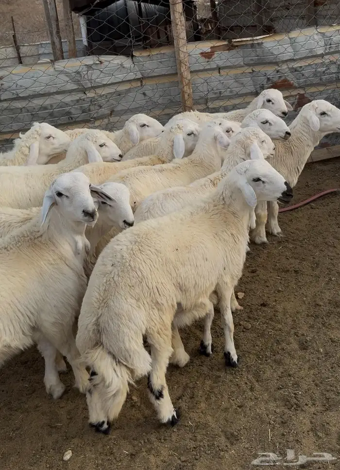 طليان ذبايح حوي سواكن مع الذبح والتوصيل 14