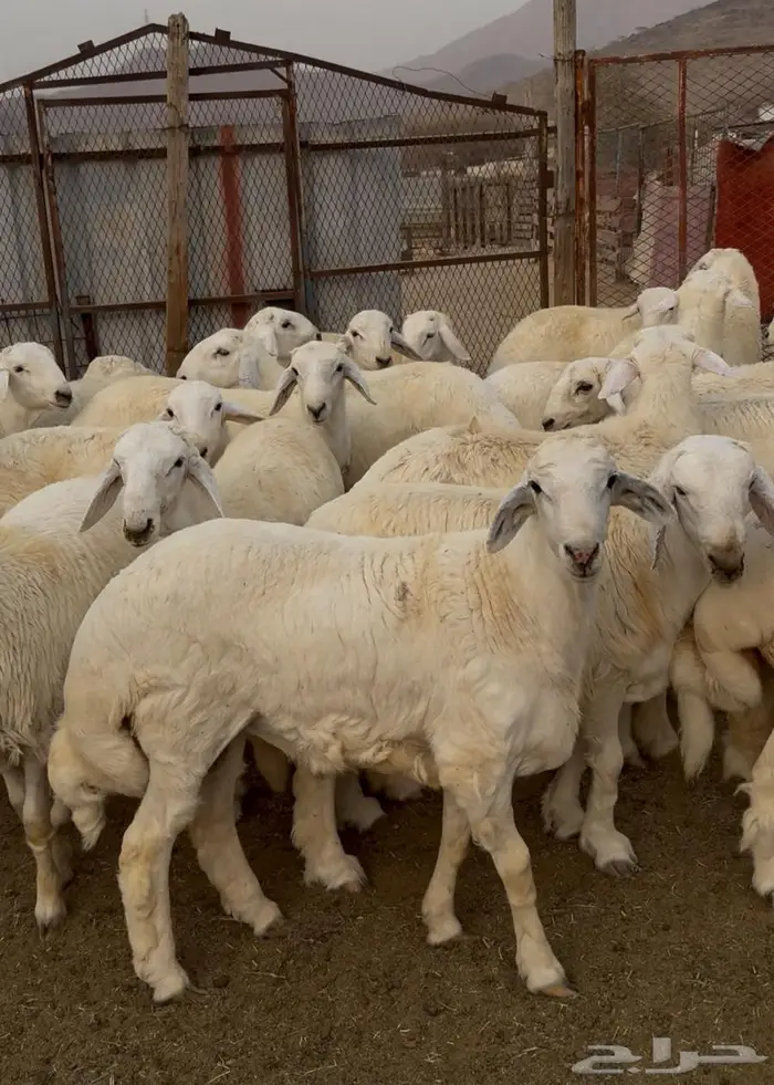 طليان ذبايح حوي سواكن مع الذبح والتوصيل 12