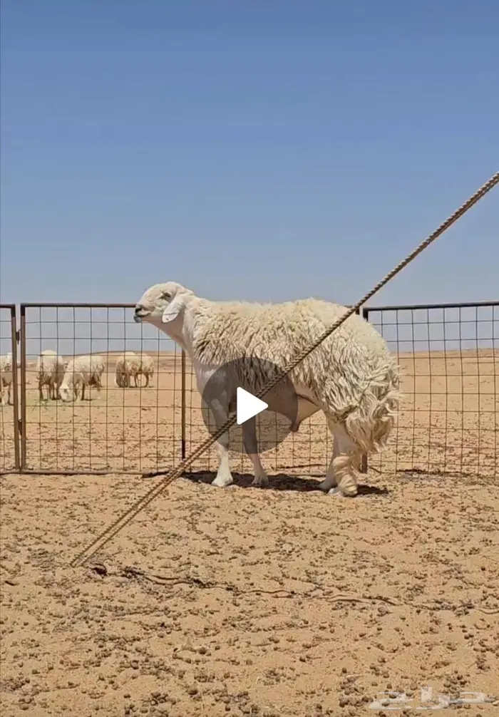 مشروع ولد العاصوف ولد هومان 0