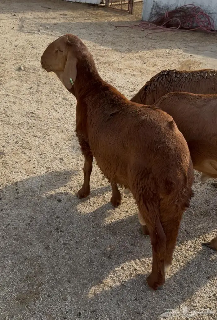 طليان ذبايح حوي سواكن مع الذبح والتوصيل 19