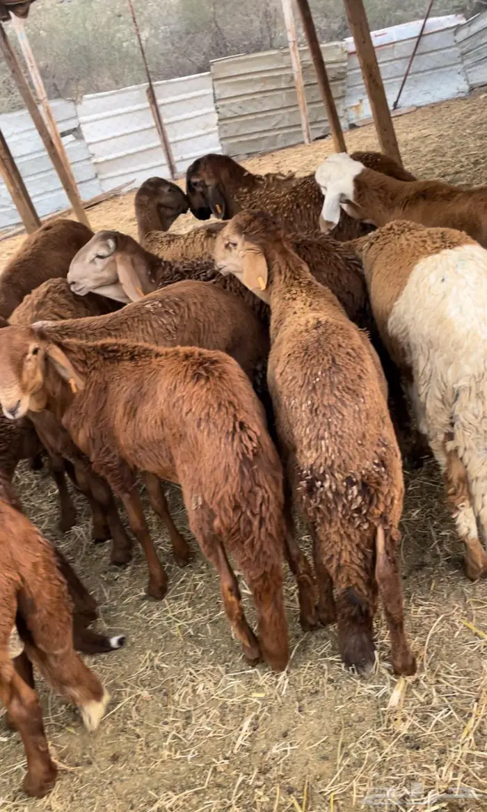 طليان ذبايح حوي سواكن مع الذبح والتوصيل 16