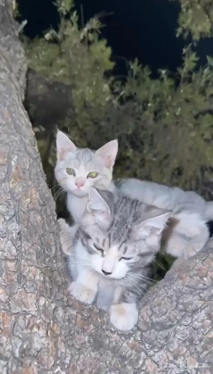 كيتن للتبني 0