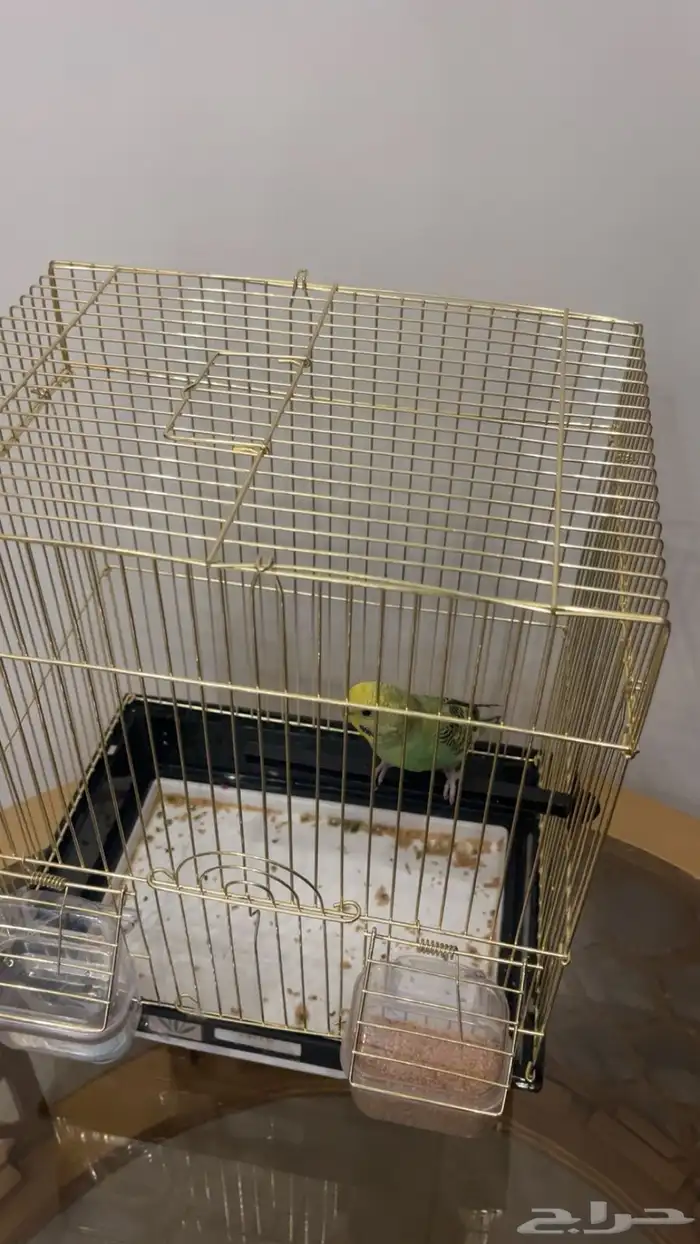 السلام عليكم ورحمة الله وبركاته للبيع عصفور 0